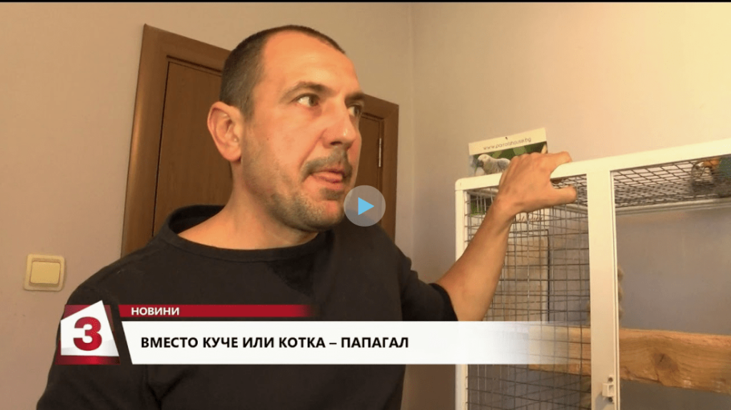 Куче или Котка? Папагалът е идеалният вариант..