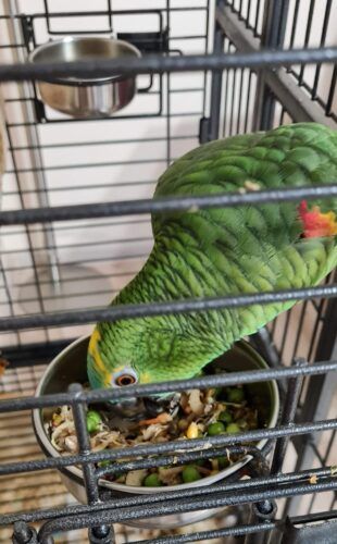 Parrots House Diet-PREMIUM-Варива за папагали photo review